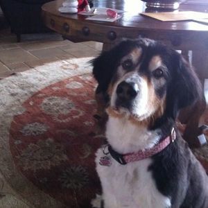 Meet your Posher, Barbara